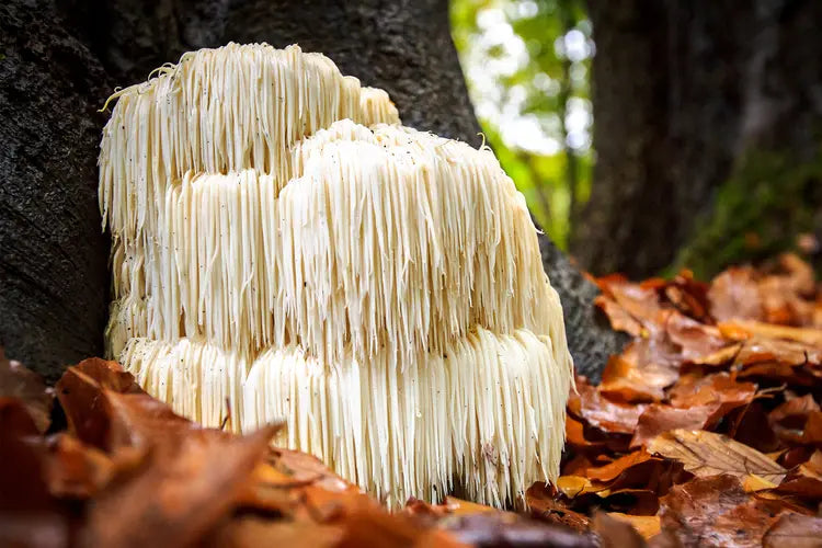 Lion's Mane. <em>Nature's brain food</em>