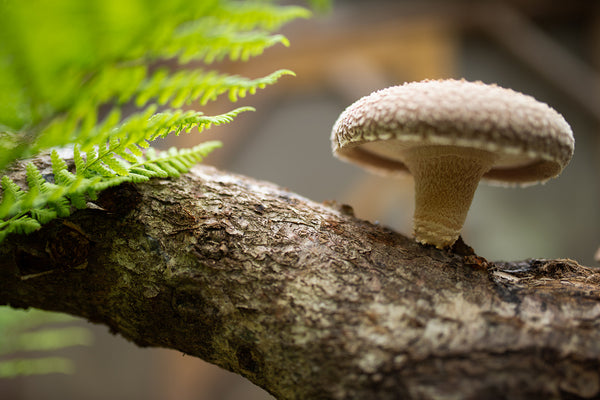 Shiitake