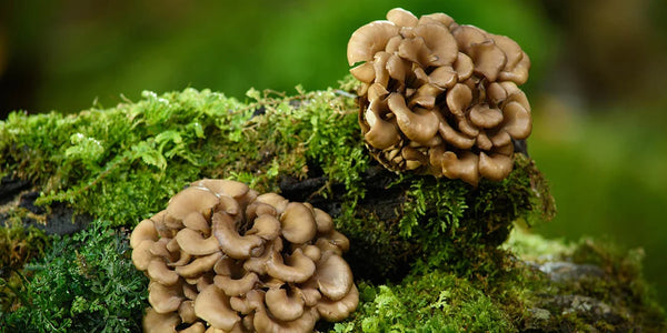 Maitake