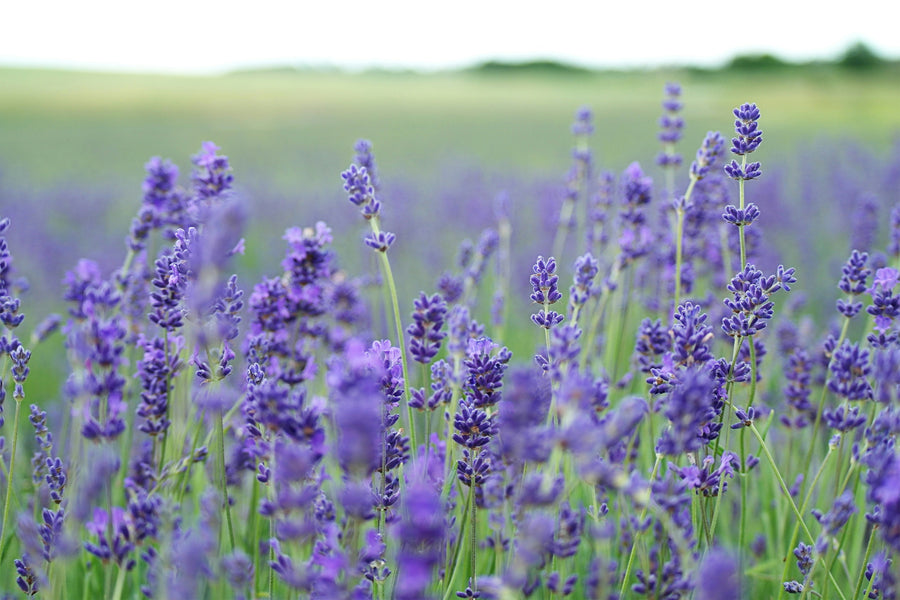 Lavender. <em>Nature's sleep switch.</em>