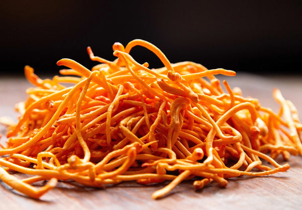 Cordyceps