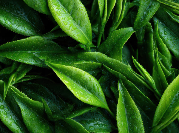 Green Tea Caffeine