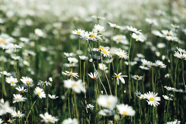 Chamomile