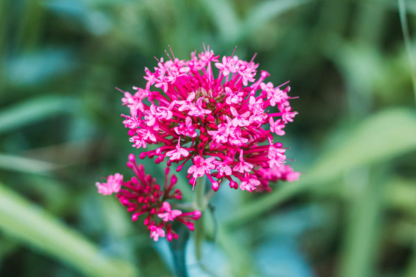 Valerian Root